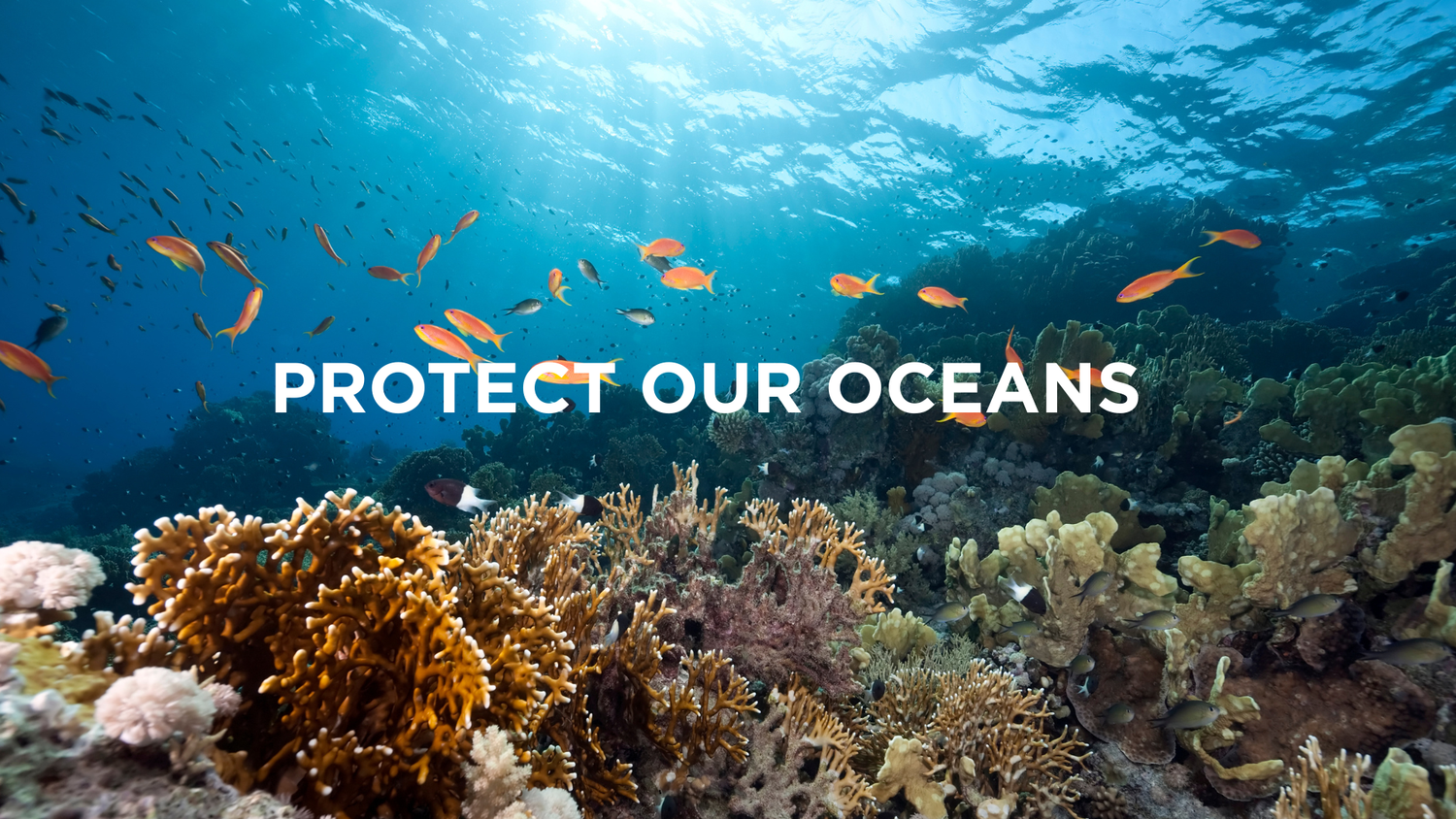 The Impact of Plastic Waste on Our Oceans